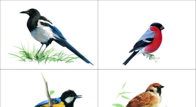 Project “Wintering birds Birds in winter research work
